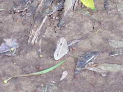 Mycalesis gotama nanda