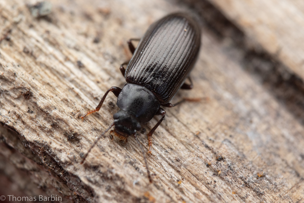 Darkling Beetles from South Okanagan Grasslands, Okanagan-Similkameen ...