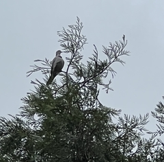 Patagioenas fasciata