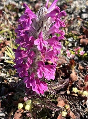Pedicularis lanata