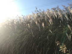 Miscanthus sacchariflorus