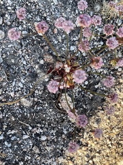Eriogonum nortonii