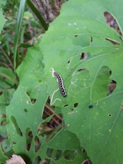 Tenthredo mandibularis