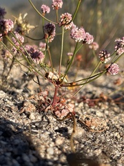 Eriogonum nortonii