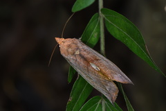 Oraesia emarginata