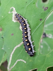 Tenthredo mandibularis