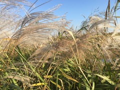 Miscanthus sacchariflorus
