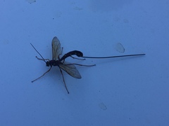 Megarhyssa nortoni
