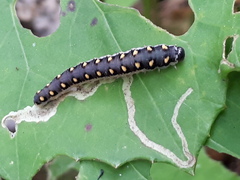 Tenthredo mandibularis