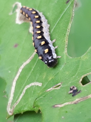 Tenthredo mandibularis