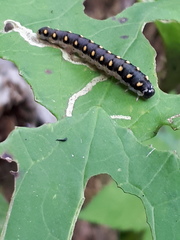 Tenthredo mandibularis