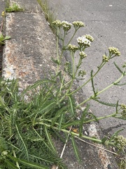 Achillea millefolium