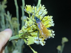 Pepsis pallidolimbata