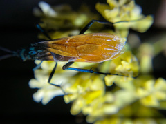 Pepsis pallidolimbata