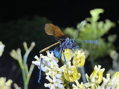 Pepsis pallidolimbata