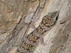 Oedura cincta