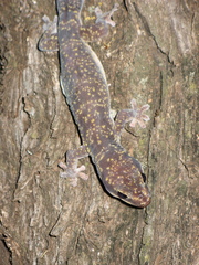 Oedura cincta