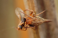 Eriovixia pseudocentrodes