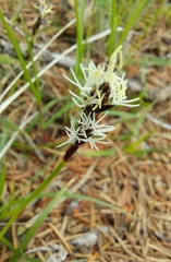 Carex concinnoides