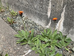 Pilosella aurantiaca