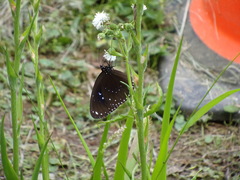 Euploea sylvester swinhoei