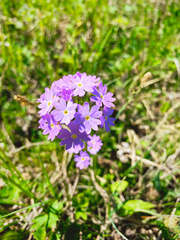 Primula farinosa