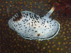 Acanthodoris rhodoceras image