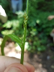 Carex laxiflora