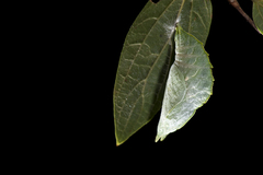 Hestina assimilis formosana