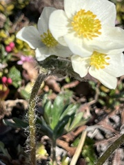 Anemonastrum sibiricum
