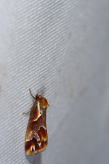 Narangodes flavibasis
