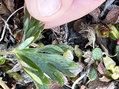 Anemonastrum sibiricum