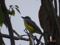 Tyrannus melancholicus