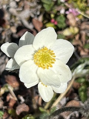 Anemonastrum sibiricum