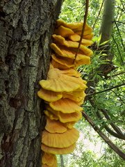 Laetiporus sulphureus