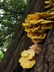 Laetiporus sulphureus