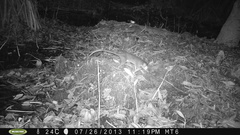 Philander opossum