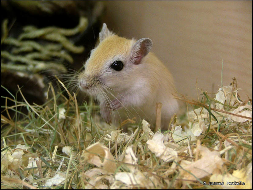 Gerbils
