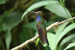 Urochroa bougueri