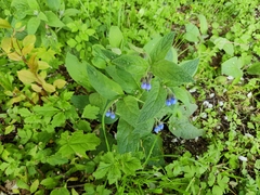 Symphytum
