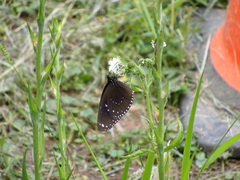 Euploea sylvester swinhoei