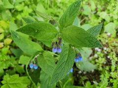 Symphytum