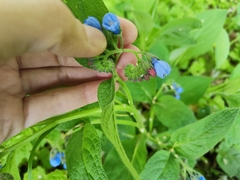 Symphytum