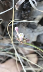 Jarilla heterophylla
