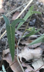 Jarilla heterophylla