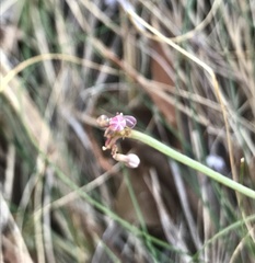 Jarilla heterophylla