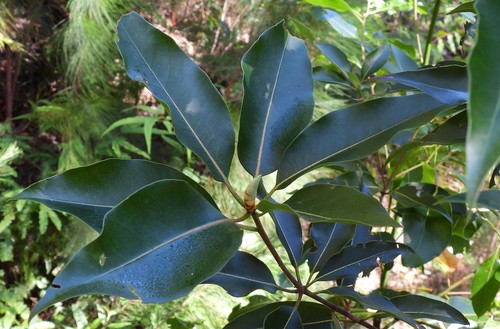 Lophostemon confertus