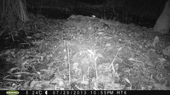 Philander opossum