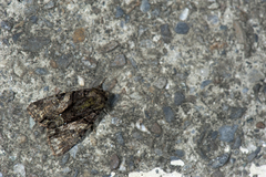 Chytonix variegata