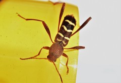 Neoclytus acuminatus acuminatus